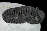 Adrisiops Weugi Trilobite - Recently Described Phacopid #165902-5